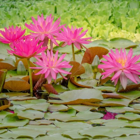 Large, bright fuchsia-pink, star-shaped flowers that emerge above the water surface. The flowers are complimented by dark green, oval leaves.
