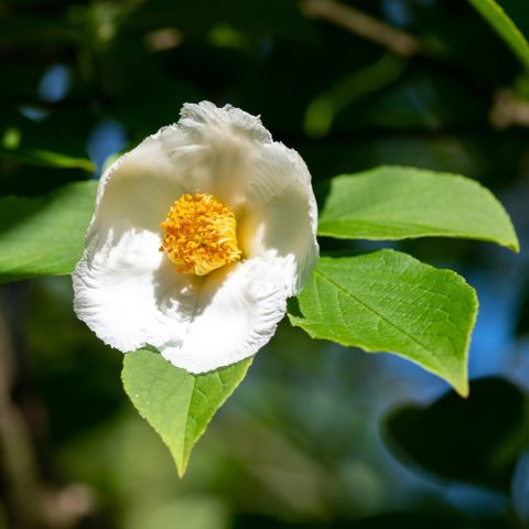 White, cup-shaped flower with many yellow anthers.