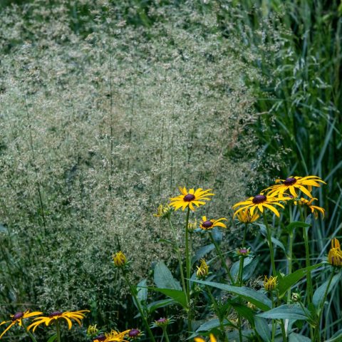 Tall green grass with airy light-green flowers.