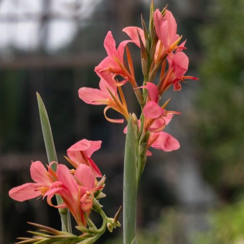 Luminous clusters of soft coral to salmon-pink flowers and striking, blue-green, lance-shaped foliage.