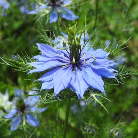 Sky or pale blue, flowers consist of 5 large, petal-like sepals and smaller, hidden petals, with bright green, finely divided, thread-like leaves.  