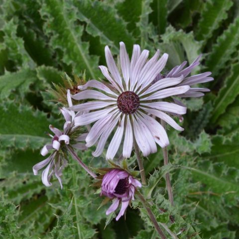 Purple flower with dark center and a ring of thin petals.