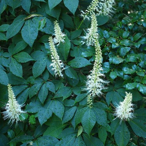 Tall, thin spindles with tiny, white flowers and orange tipped stamens.