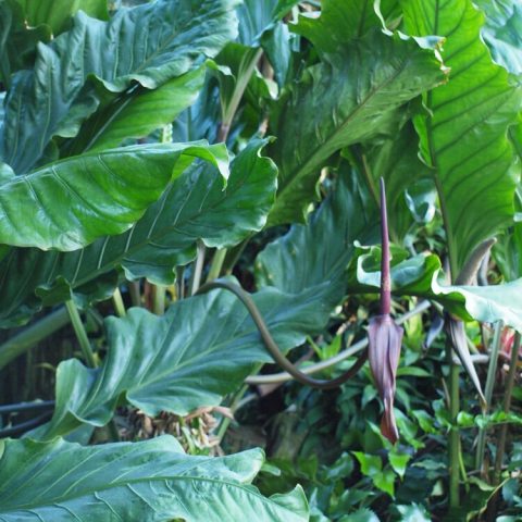 Compact "bird's nest" growth habit with massive, deeply ruffled, leathery green leaves, and a spike-like central stalk that can grow unusually long. It is densely packed with hundreds of tiny, inconspicuous flowers. 