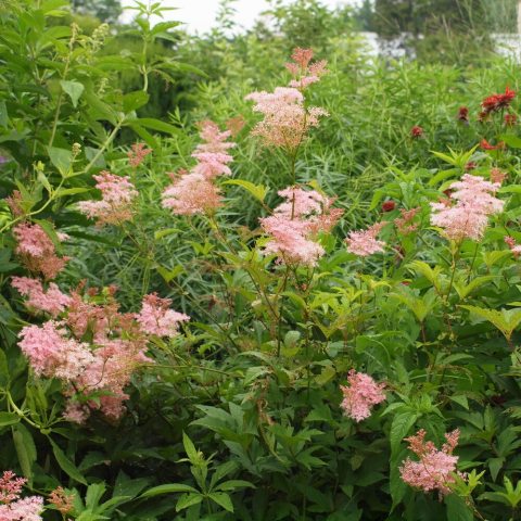 Large, feathery clusters of small, fragrant, pink plumes, rise above large, deeply lobed, and attractive foliage.