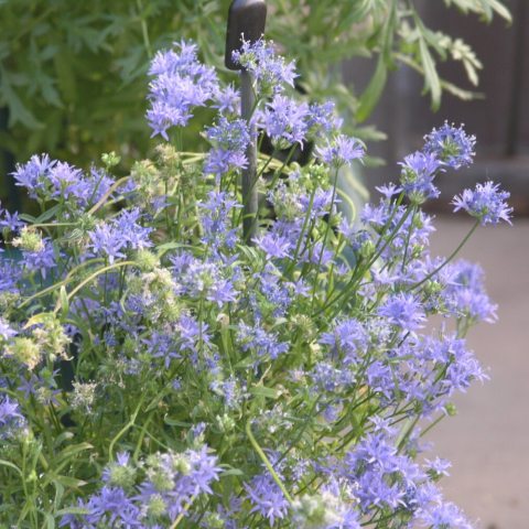 Slender annual with neat, usually powder-blue flowerballs on 1-3 foot stalks and finely divided leaves.
