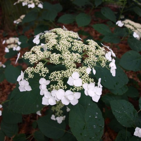 Large cluster of green fertile flowers surrounded by a ring of white, 3 peddled sterile florets. 