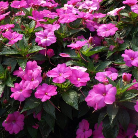 Flattened, 5-petaled flowers measuring up to 3 inches across are vibrant pink.  