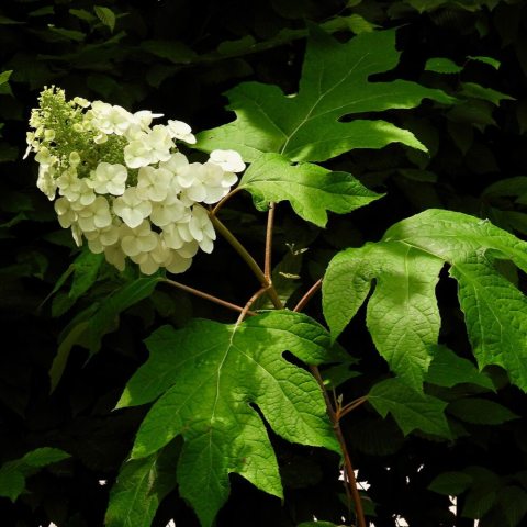 Large, cone-shaped white flower clusters that stiffly stand upright, contrast deeply lobed oak-like leaves.