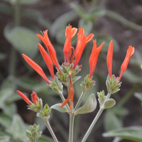 Brilliant reddish-orange to coral, tubular and two-lipped flowers in showy clusters. 
