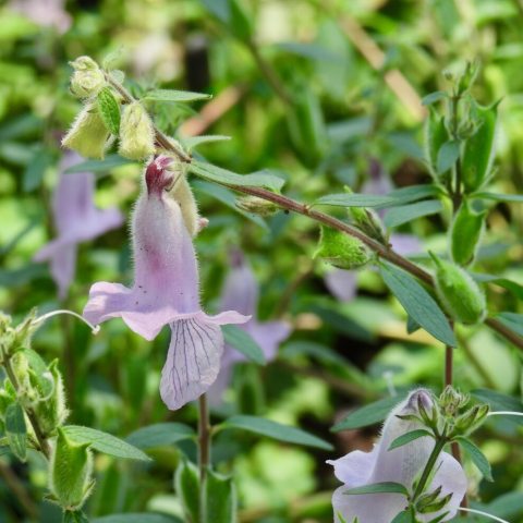The large, trumpet-shaped foxglove-like pale purple flowers standout on tall , slender stalks. 