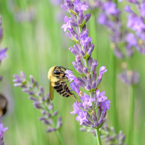 It features dense, uniform mounds of silvery-green foliage and tall, elegant spikes of vivid violet-blue flowers.