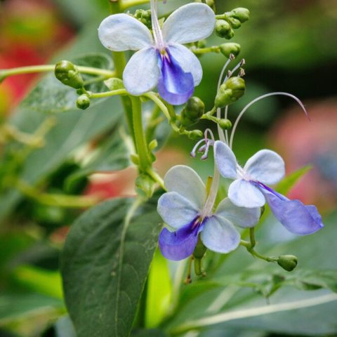 Renowned for bicolored blue blooms that look like a fluttering butterfly.