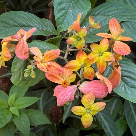 Peachy-yellow and orange petal-like sepals and delicate, star-shaped true flowers.