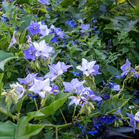 Star-shaped, purple flower with prominent yellow center that grow in small flower clusters.  