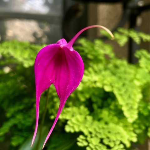 Striking, compact orchids featuring fused sepals that form a wide, triangular, or tubular shape. They are distinguished by prominent, elongated "tails" (extended sepal tips) and small, hidden petals.