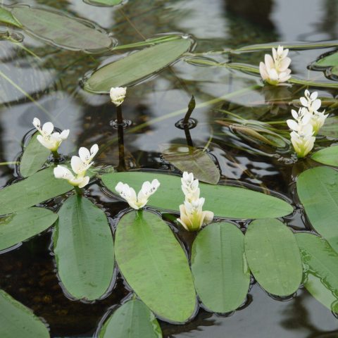 Aquatic plant with long, green leaves and clusters of white flowers floating on the water. 