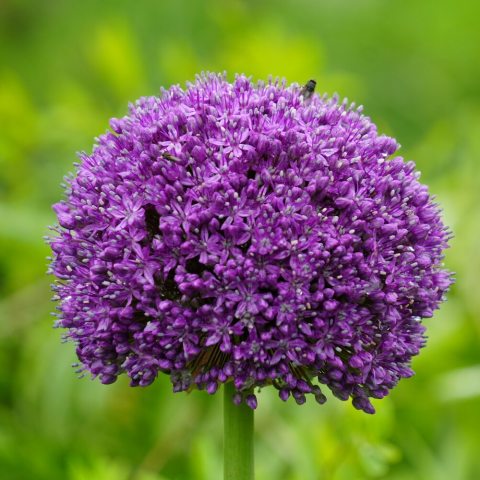 Striking ornamental onion featuring a massive, 6 to 8-inch spherical flower head composed of hundreds of tiny, deep purple, star-shaped florets atop tall (3–4 ft) sturdy stems. I