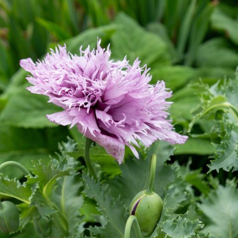 Light lavender flower with many deeply divided, frilly petals at the center.