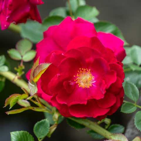 Large, cupped, and deeply doubled, "old-fashioned" style carmine-red blooms averaging 3 to 4 inches in diameter. Each flower contains between 50 and 70 petals. 
