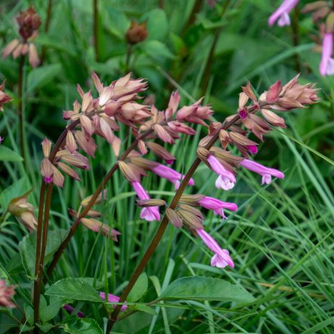 Tall, sturdy spikes of vibrant, tubular pink flowers set against "rose gold" calyxes.