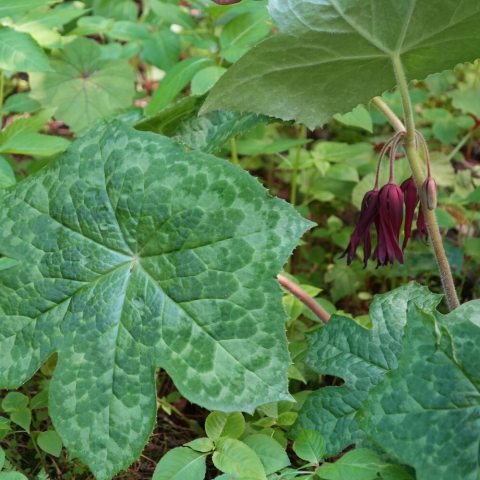 Clusters of large, bell-shaped, garnet-red or burgundy flowers hanging mysteriously just underneath the foliage.