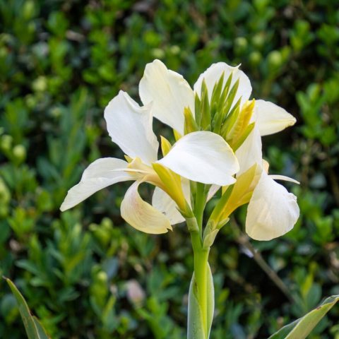 Large, creamy white flowers with soft, butter-yellow centers and throats. 