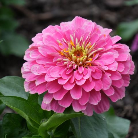 Dwarf annual producing large, fully double, dahlia-like blooms. It is highly valued for its vibrant pink flowers.