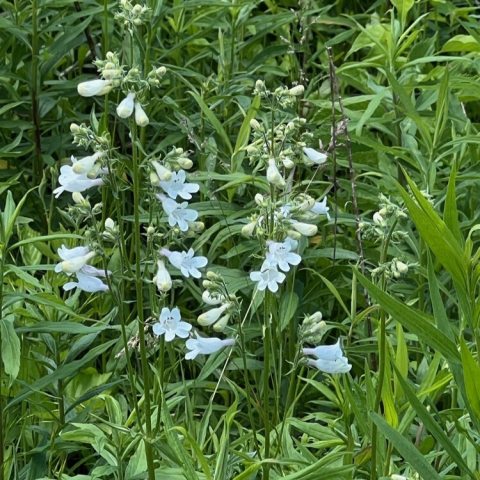 Clusters of small, tubular, bell-shaped flowers that are primarily white with faint purple or pink streaks inside. They are two-lipped (with three lower lobes and two upper lobes) and feature a prominent, hair-tufted sterile stamen (the "beardtongue".