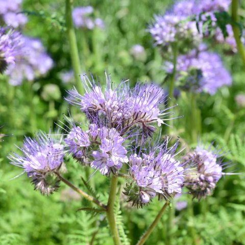 Small, bell-shaped flowers, in soft lavender-blue or violet hues.  The flowers have long, feathery stamens and pistils that protrude well beyond the petals, giving the plant a fuzzy or "lacy" appearance.