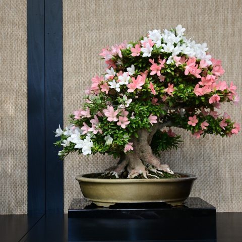 These azaleas are famous for extreme color variation; a single plant, and sometimes even a single branch or flower can display completely different patterns, including stripes, flecks, borders, and sectors of white, pink, red, and purple.