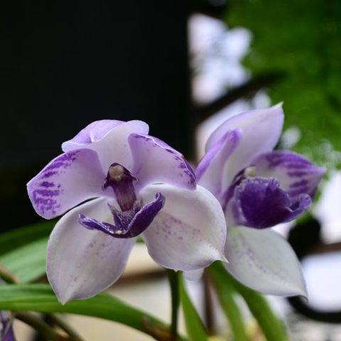 The flowers are white with bluish-purple highlights and have an indigo lip. 