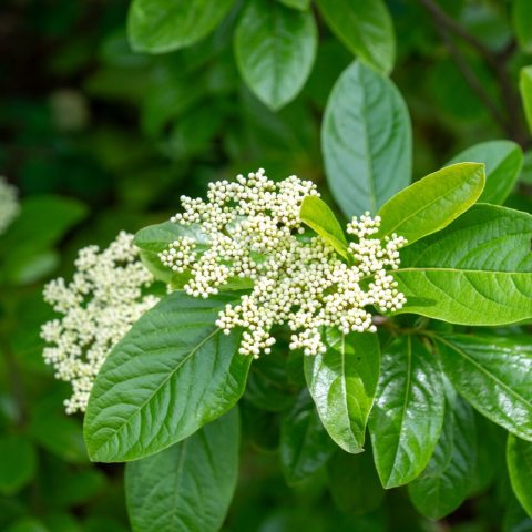 Hardy, upright deciduous shrub that produces flat-topped clusters of aromatic, creamy white flowers. 