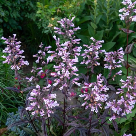Clump-forming, famous for its striking dark wine-red foliage and tall spikes of light pink-to-lavender tubular flowers.