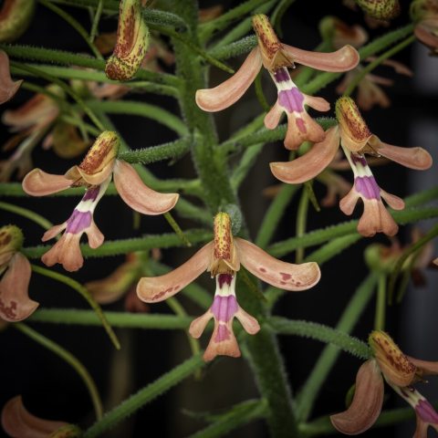 The distinct "hooded" flowers boast vivid hues from salmon-pink, to orange-red.