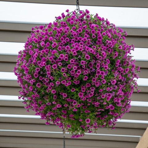  Vibrant fuchsia-pink or lavender-pink trumpet-shaped petals sharply contrasted by deep plum-purple veins radiating from a dark purple throat.