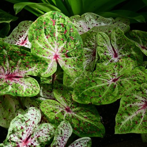 Ruffled, heart-shaped chartreuse leaves adorned with vivid pink or burgundy freckles.