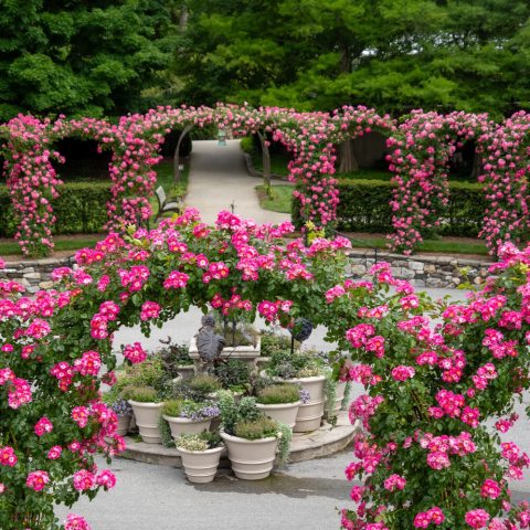 Vigorous, large-growing rambling rose that is valued for exploding in June with massive clusters of carmine-pink, single-petaled flowers that feature a bright white eye.