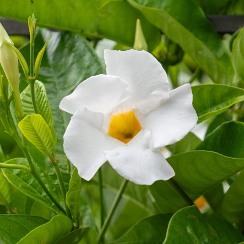 Known for its giant, 5-inch snowy-white flowers with contrasting deep-yellow throats.