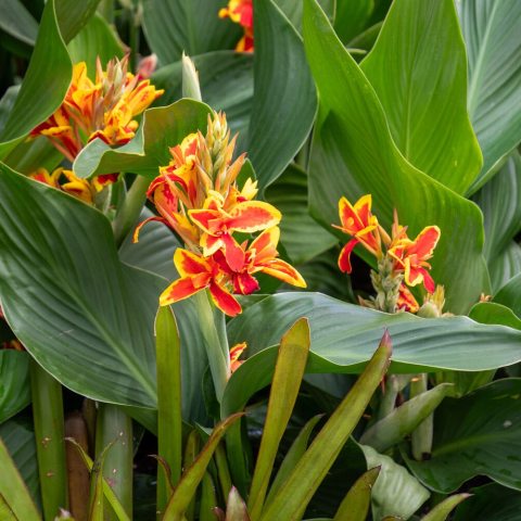 Bold red flowers with contrasting bright yellow edges that pop against the green foliage. 