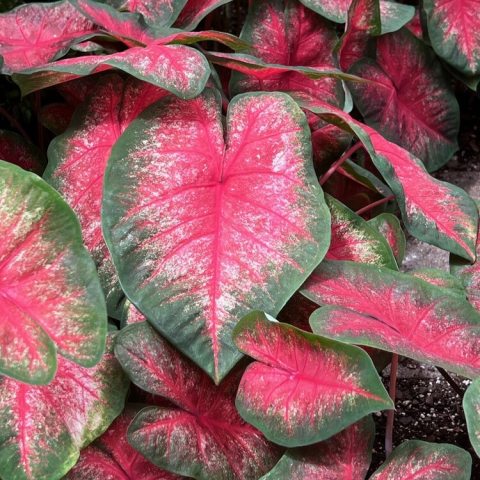 A striking tropical foliage plant featuring large, arrowhead-shaped leaves with intense red centers and deep, almost blue-green margins.