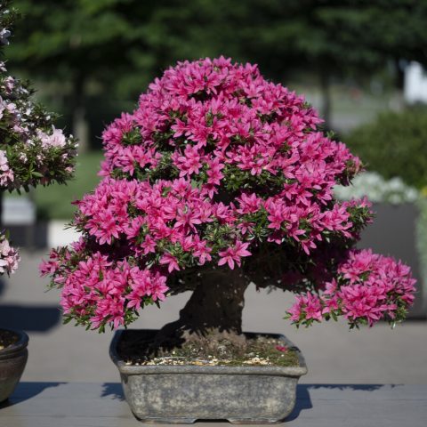 Funnel-shaped magenta-pink blossoms that range from 1 to 5 inches in diameter, with a thick muscular trunk.