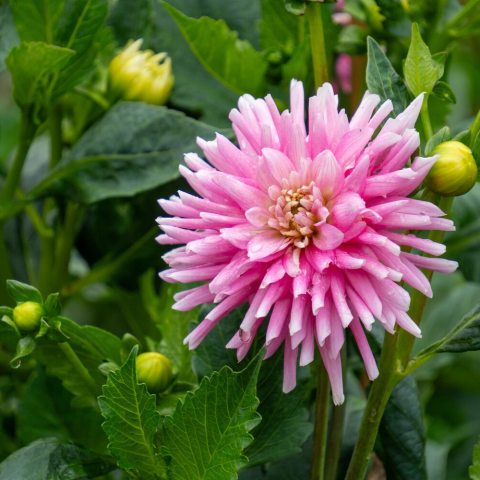 A striking semi-cactus variety featuring graceful, pink blooms and gradually fade toward the center, creating a gentle transition of color.