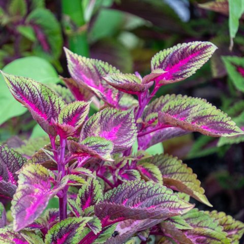 Upright, bushy habit with ruby-red and burgundy leaves with serrated edges. 