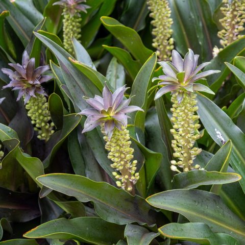 Stalks of citron yellow flowers that turn a soft pink and cream blend, topped by a pineapple-like tuft of green leaves. 