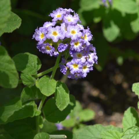 Abundant clusters of tiny, richly colored lavender-purple florets, each featuring a bright, starry yellow or orange-yellow eye.