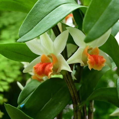 elegant, luminous white or pale yellow petals paired with a vibrant contrasting orange lip. 