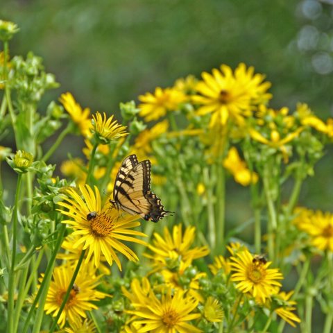 Tall, green stems with medium sized yellow flowers.
