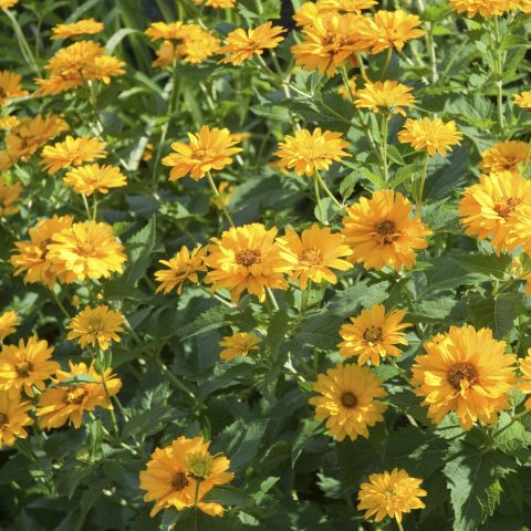 Showy, daisy-like semi-double blooms with bright golden-yellow rays surrounding a deep orangish-yellow center disk. 