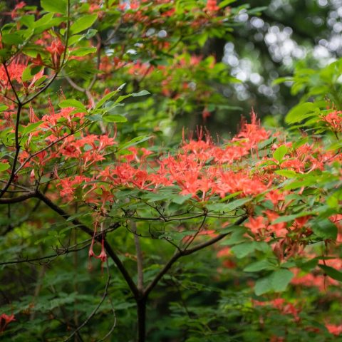 Striking, funnel-shaped summer flowers in shades of bright red, or reddish-orange with long, protruding stamens.